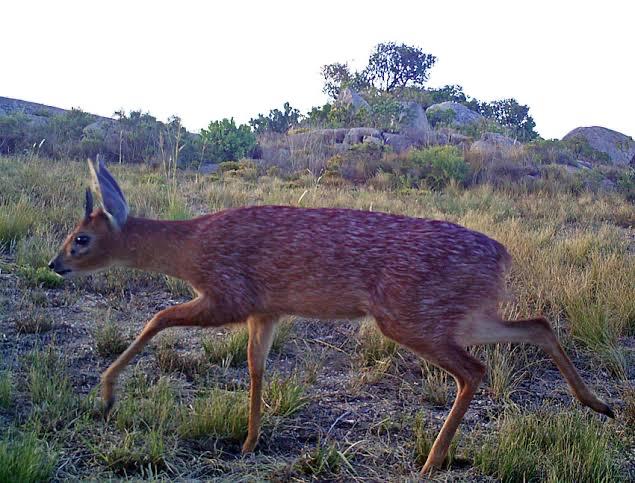 0 Bedroom Property for Sale in Reebok Western Cape